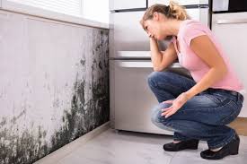 Professional Mold Removal Services in Redlands, CA